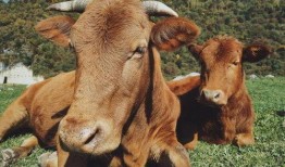 狮子最新爆料,娱乐圈幕后真相大曝光！