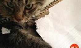 猫咪技能爆料表最新,最新爆料表深度解析