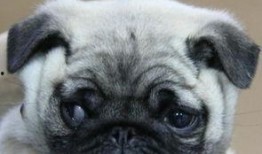 巴哥最新爆料视频,揭秘娱乐圈惊人内幕！