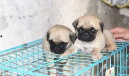 巴哥最新爆料视频,揭秘娱乐圈惊人内幕！