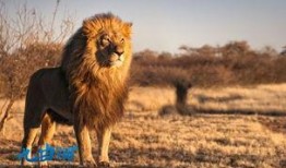 狮子最新爆料,娱乐圈幕后真相大曝光！