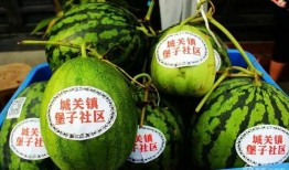 老王杯新瓜最新爆料,揭秘娱乐圈最新热点事件